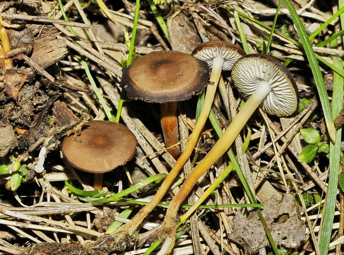 Quiz...foxiano di metà settimana!